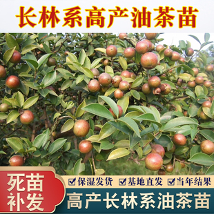 江西油茶苗嫁接中大果杯苗高产嫁接山茶子籽树长林系南方种植