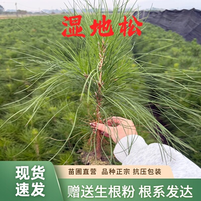 湿地松美国松割油松树苗庭院绿化