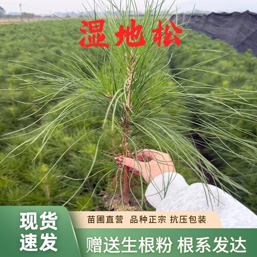 湿地松美国松割油松树苗庭院绿化