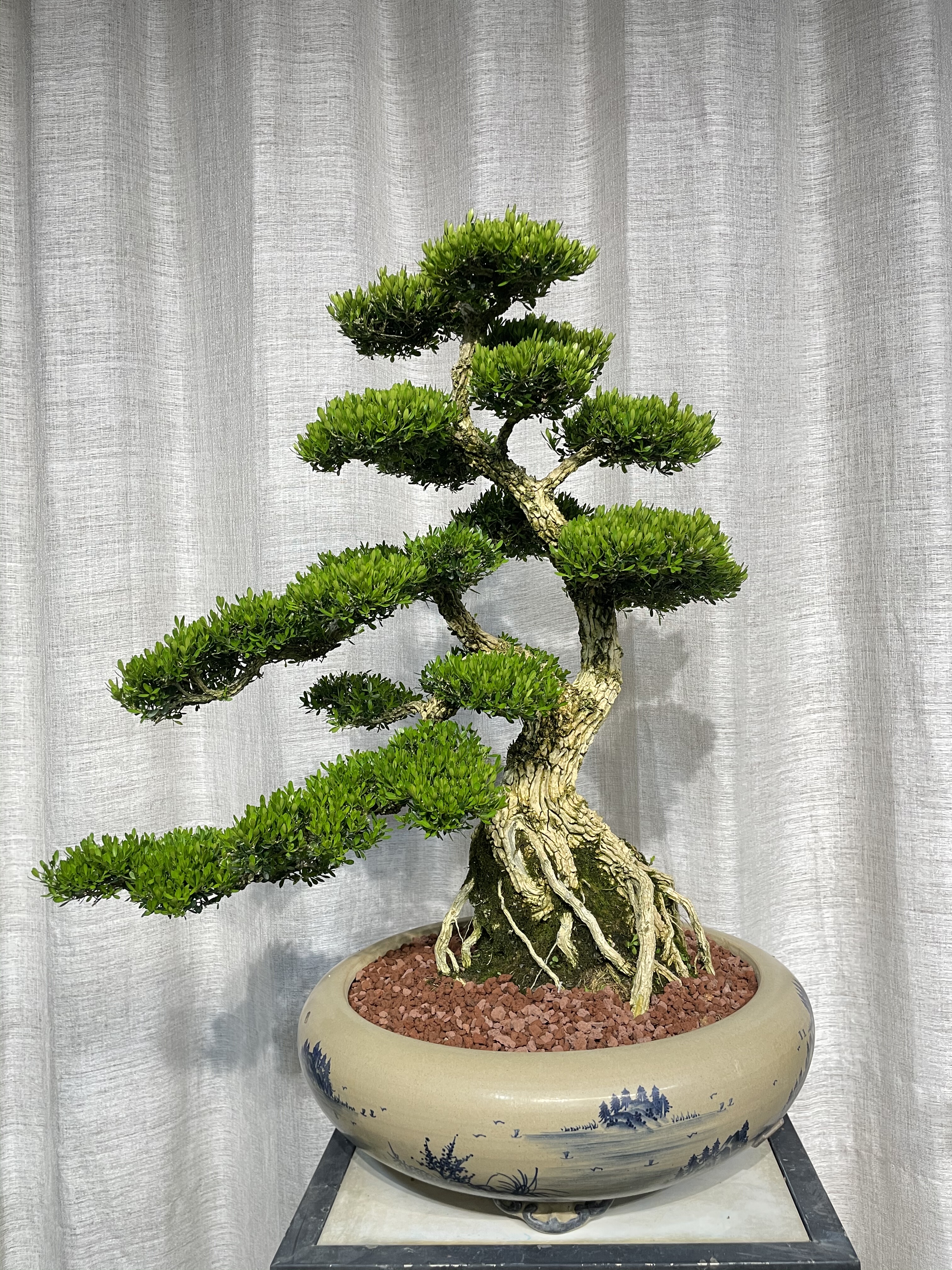 广东皱皮雀舌黄杨游龙精品黄杨年功双飘临水盆景黄杨可室内外摆放