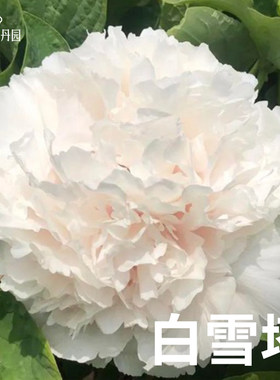 白雪塔-重瓣大花牡丹花苗盆栽正宗洛阳牡丹大苗室内阳台庭院花卉