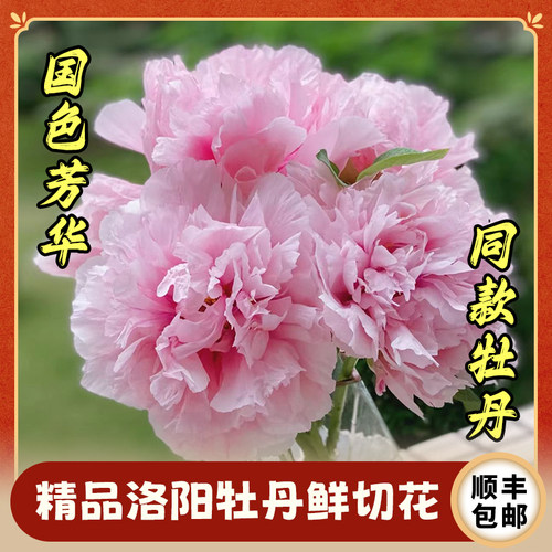 洛阳牡丹鲜花盲盒送礼节日牡丹