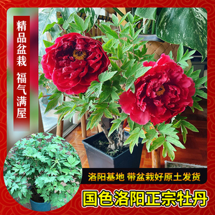 牡丹洛阳盆栽老桩带盆国色芳华同款老盆养牡丹洛阳发货