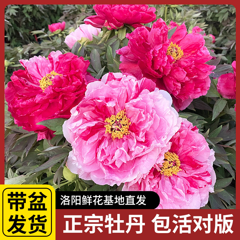 牡丹洛阳盆栽大花室内重瓣观赏花书房绿植阳台客厅鲜花带花苞牡丹