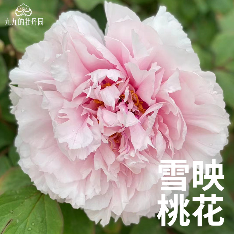雪映桃花-重瓣大花牡丹花苗盆栽正宗洛阳牡丹大苗室内阳台庭院花
