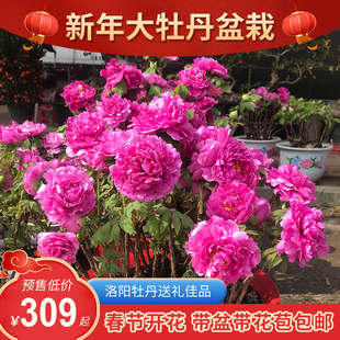 大牡丹盆栽年宵花过年喜庆室内送礼开花大花春节开花喜庆装饰重瓣