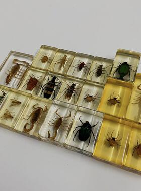 2026年新款个性潮流的真虫琥珀 标本摆件幼儿观察科普早教