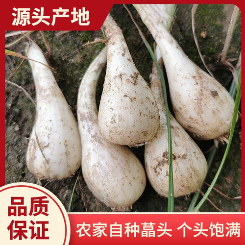 藠头新鲜荞头带须现挖茭头教头农家种植特产茭白小蒜茭头时令