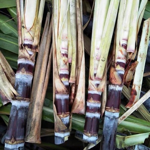 广西黑皮甘蔗种苗高产黄金甘蔗种子新鲜砍成活高南北方适合种植