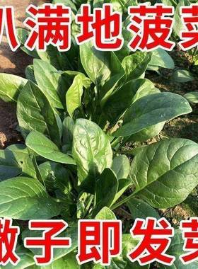 趴地菠菜种子黑园叶菠菜种籽生长速度快耐寒高产越冬蔬菜种子大全