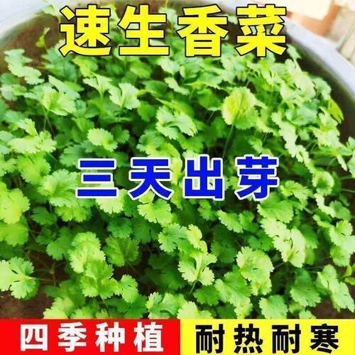 耐热四季小叶香菜种子农