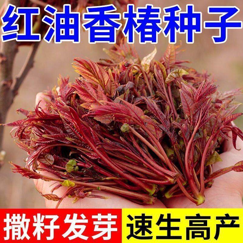 香椿种子红油香椿种子四季食用香椿树种子庭院阳台红香椿种籽
