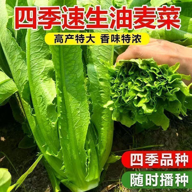 四季油麦菜种种易活高产阳台庭院大叶油麦菜种籽新鲜油麦菜种孑