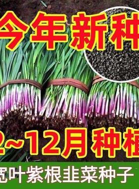 【可越冬】独根红韭菜种子韭菜种籽紫根宽叶大叶耐热耐寒高产
