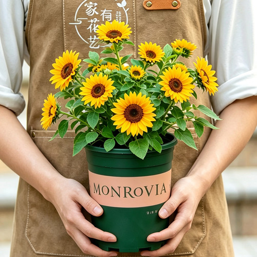 光辉岁月向日葵盆栽带苞四季花卉