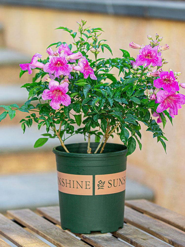 非洲凌霄花盆栽室外阳台四季开花好养植物紫云藤爬藤苗花卉带花苞