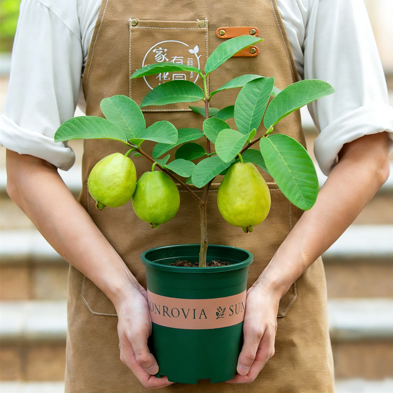 芭乐番石榴树果苗盆栽带果室内阳台室外四季结果植物花卉绿植白心