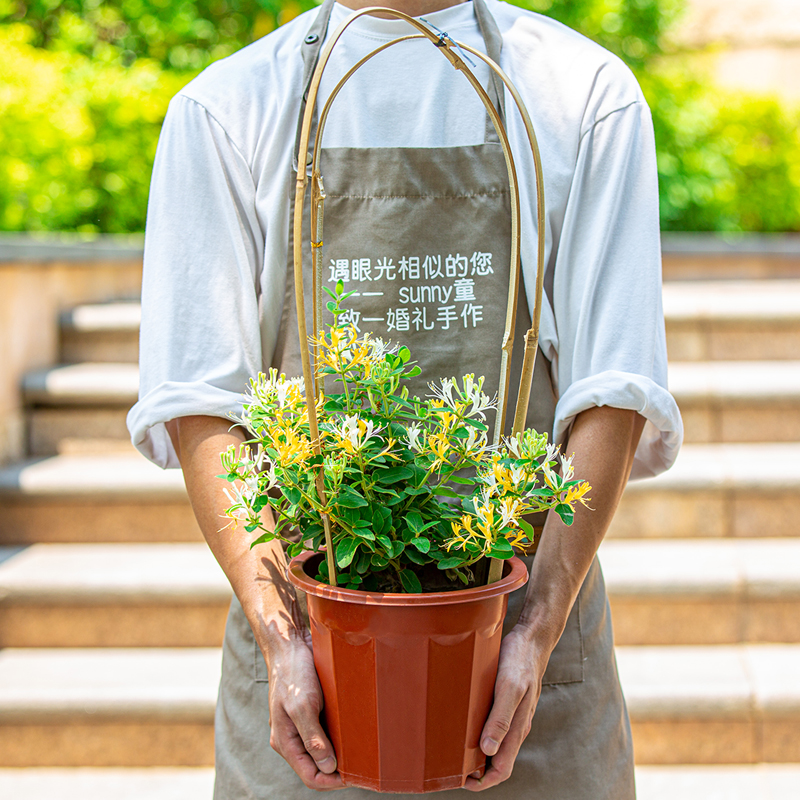 金银花树苗盆栽室外庭院室内阳台四季开花攀爬墙植物爬藤花卉绿植