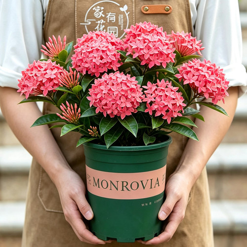 粉色龙船花盆栽带花苞室内阳台