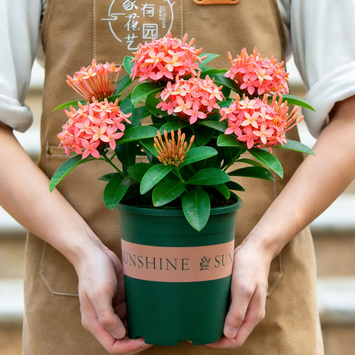 粉色龙船花盆栽带花苞室内阳台