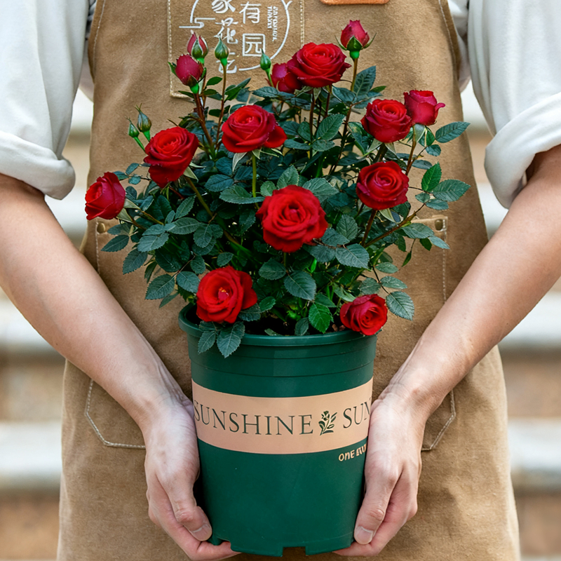 红色玫瑰花盆栽带花苞