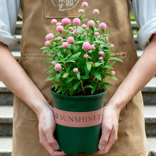 粉色千日红盆栽带花苞花苗