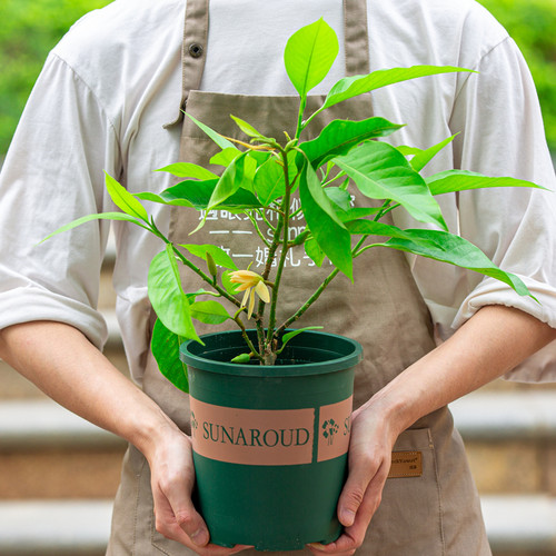 白兰花盆栽带花苞老桩树苗