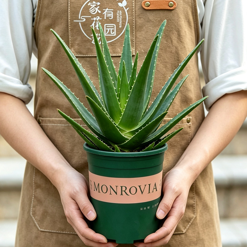 芦荟盆栽大盆美容室内阳台室外庭院好养植物花卉绿植特大号老桩苗