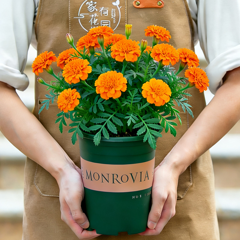 橘色重瓣万寿菊盆栽带花苞室内阳台室外庭院开花植物四季花卉花苗