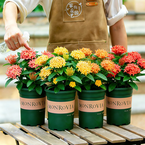 龙船花盆栽带花苞室内阳台室外