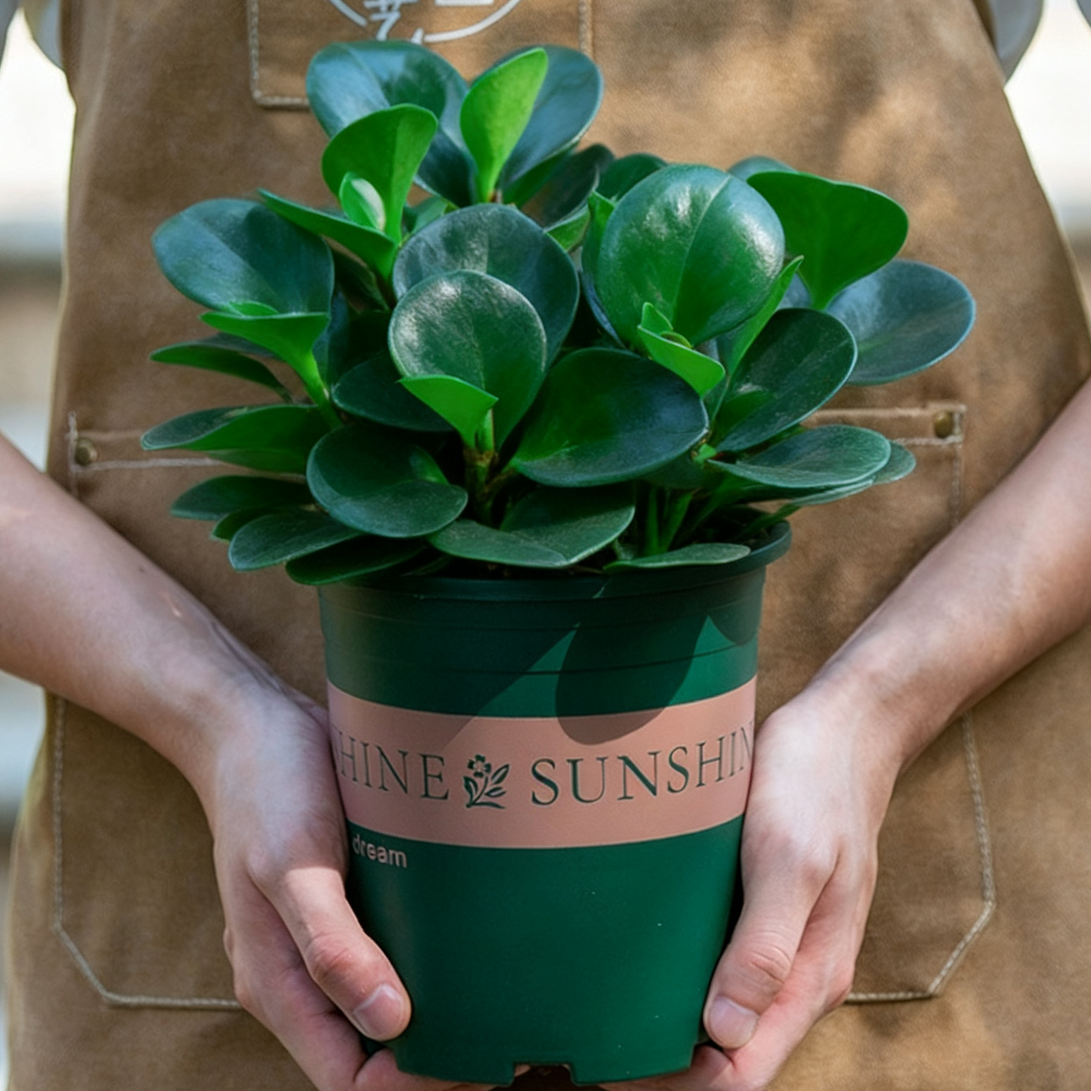 豆瓣绿碧玉盆栽室内客厅卧室办公室桌面好养植物净化空气观叶绿植