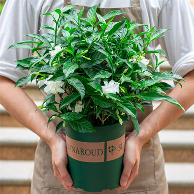 阳台四季好养浓香型开花植物