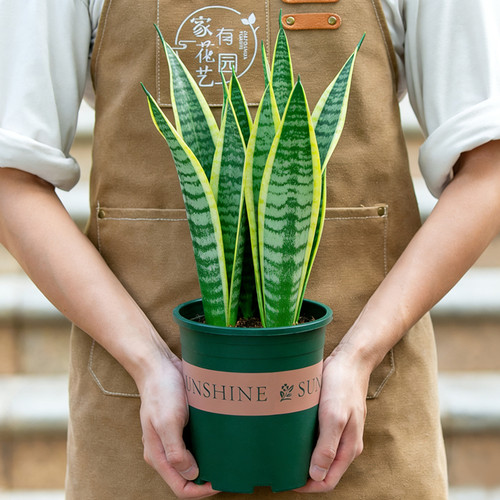 金边虎皮兰盆栽老桩大苗