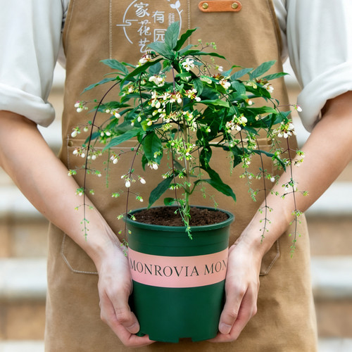 垂丝茉莉盆栽带花苞老桩花苗