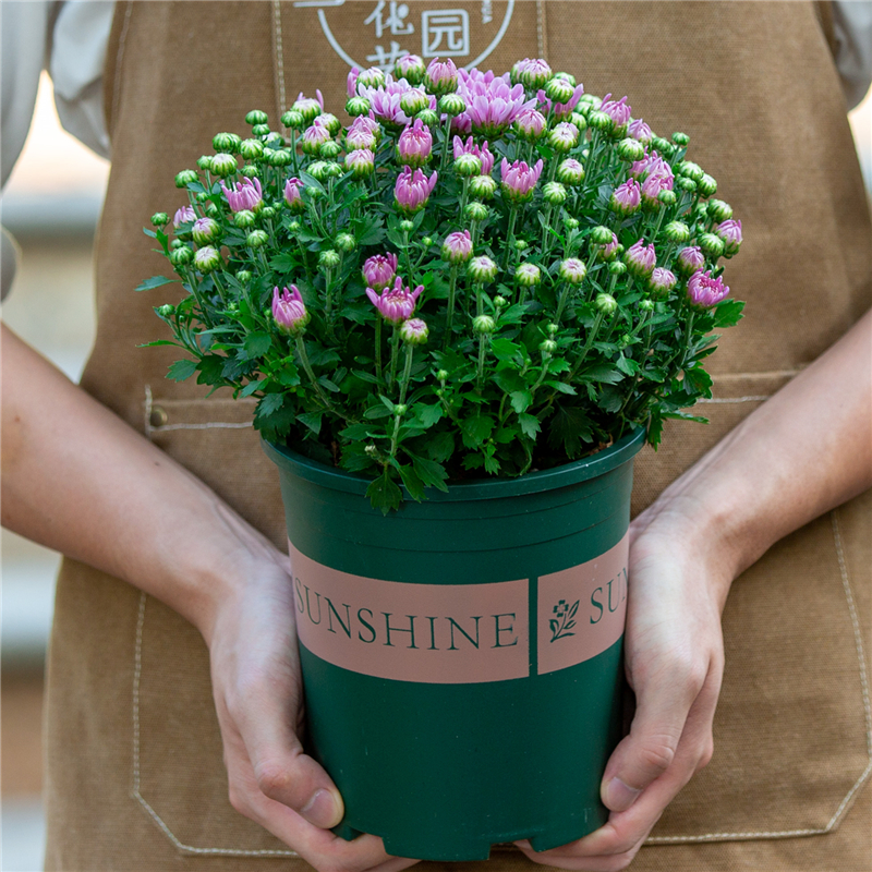 球菊千头菊盆栽菊花室外室内阳台四季开花植物花卉小雏菊苗带花苞
