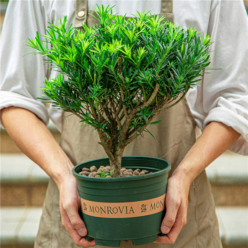 罗汉松盆栽树苗庭院阳台好养