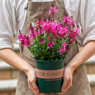 山桃花盆栽带花苞室内阳台开花植物室外庭院绿植花卉花苗千鸟花草