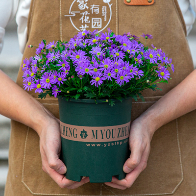 姬小菊盆栽带花苞花苗室内阳台室外庭院开花不断好养植物绿植花卉