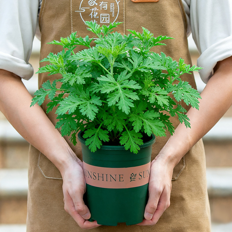 艾草盆栽可食用新鲜花卉室外庭院室内阳台好养植物绿植艾蒿艾叶苗