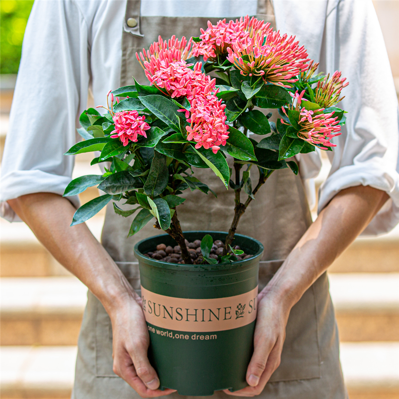 四季开花好养植物绿植花卉带花苞