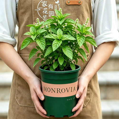 九层塔阳台可食用植物盆栽