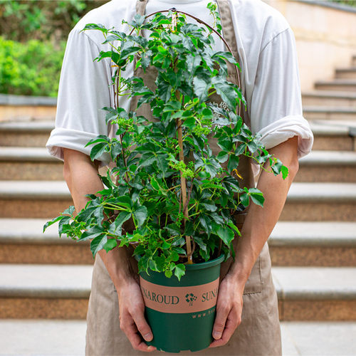 爬山虎爬藤植物阳台盆栽