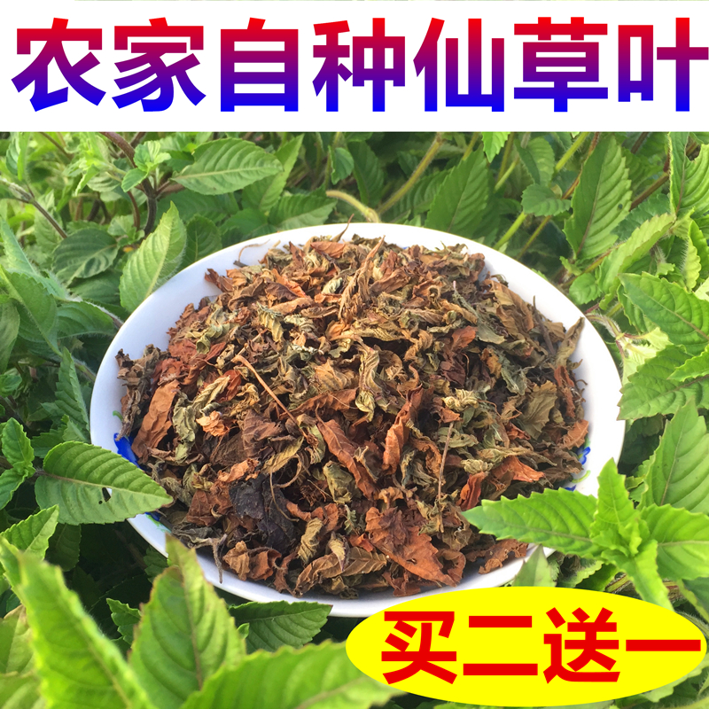 仙草干黑凉粉草粿草叶仙人粄新鲜