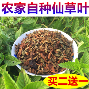 新鲜草干 仙草干黑凉粉草粿草叶仙草冻正宗仙人粄草龟苓膏烧仙草