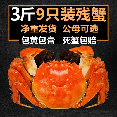 固城湖净重鲜活大闸蟹