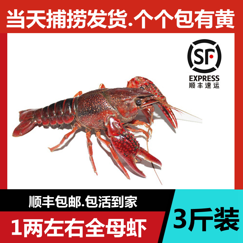 【全母虾】正宗江苏清水龙虾1两左右/只 鲜活小龙虾生鲜3斤装包邮