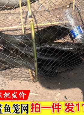 花篮鱼笼捕鱼花篮抓鱼花蓝捕黑鱼笼捕鱼网花蓝网折叠甲鱼笼鲫鱼网
