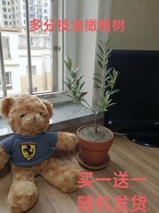 油橄榄树苗盆栽地栽耐寒耐热四季常青庭院别墅植物北欧绿植