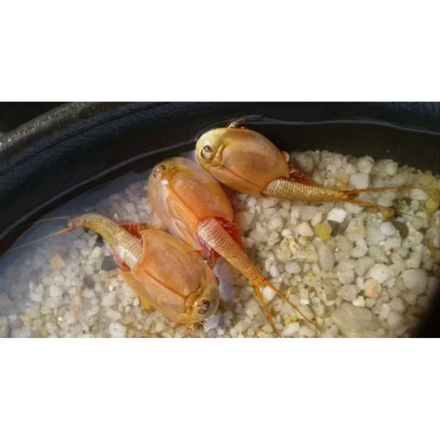 50粒卵/份红色长尾鲎虫卵三眼恐龙虾卵可自孵化Triops活物观赏虾