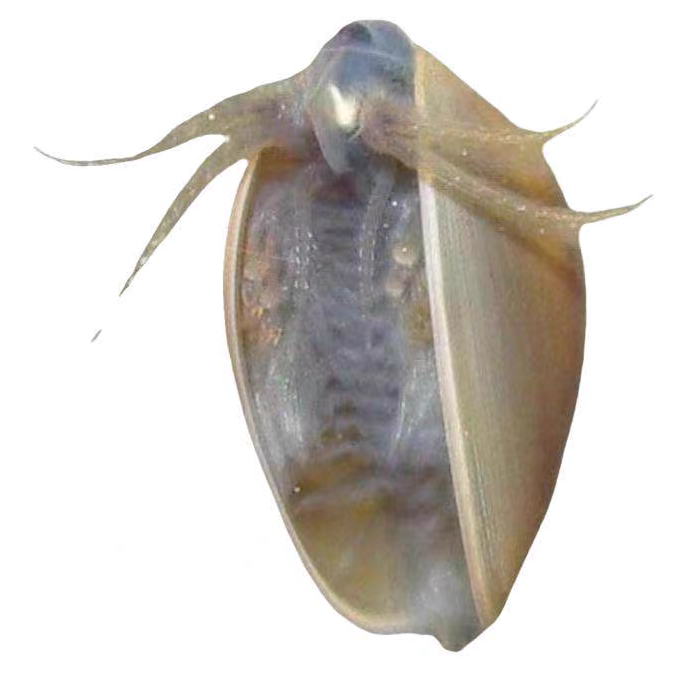400-500粒卵/份蚌虾卵蚌背虾卵孵化水族远古宠物淡水活物观赏虾卵